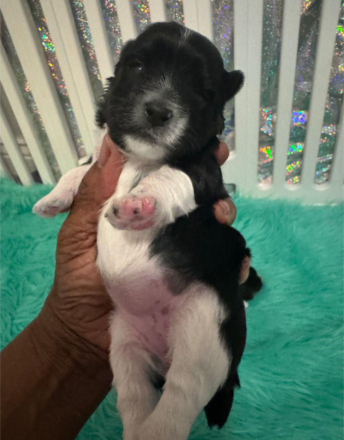 Yorkie Pup For Sale